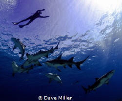 Hanging with Sharks, Canon 5D Mark II, fisheye lens, Ikel... by Dave Miller 